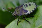 Shieldbug